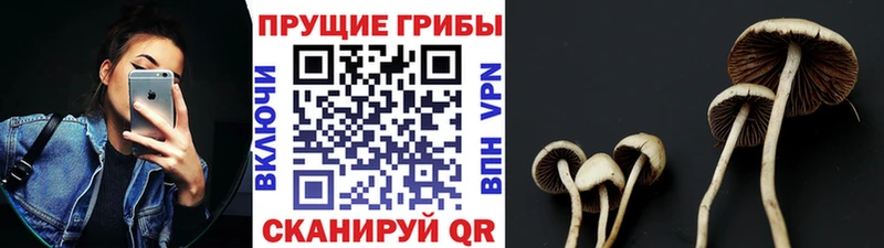 Купить где  Ковдор  Псилоцибиновые грибы MAGIC MUSHROOMS 